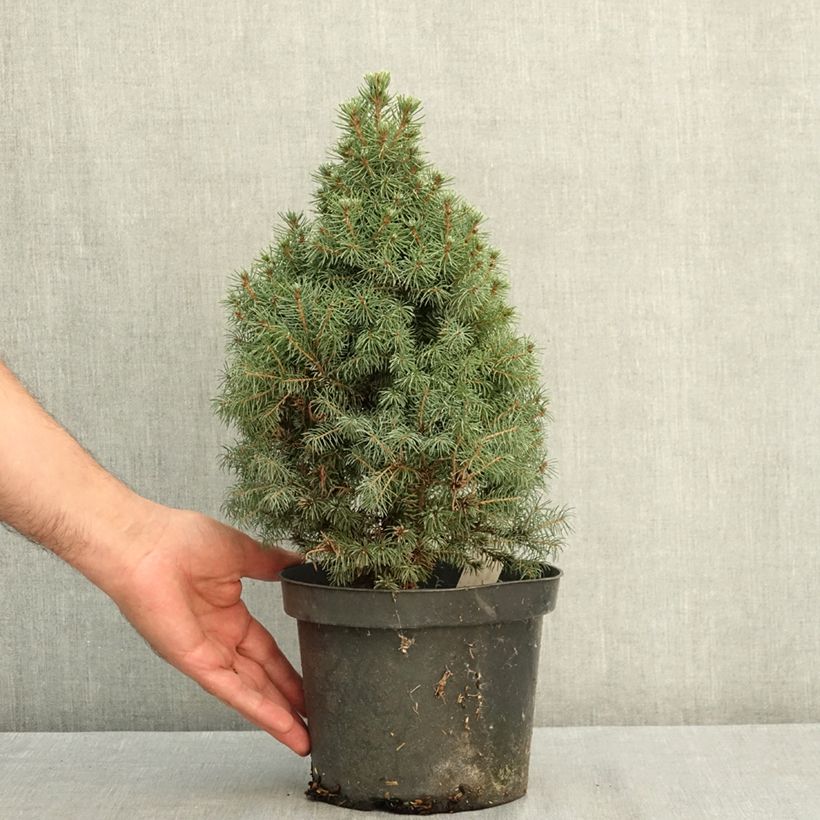 Ejemplar de Picea glauca Conica Blue - Pícea blanca Maceta 3L/4L entregado en verano