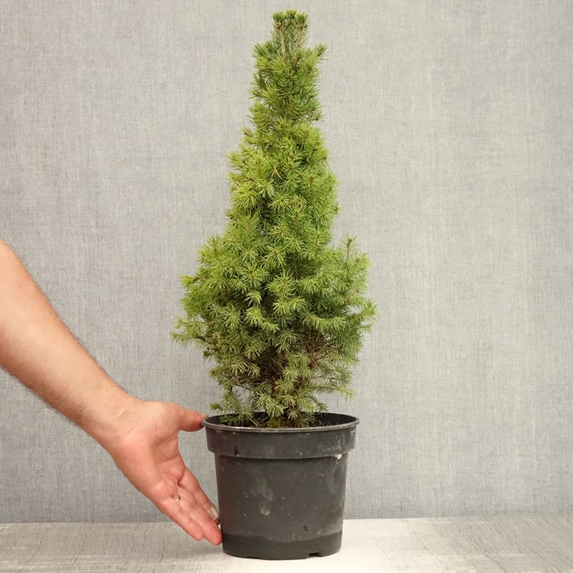 Ejemplar de Picea glauca Conica - Pícea blanca Maceta 2L/3L entregado en verano