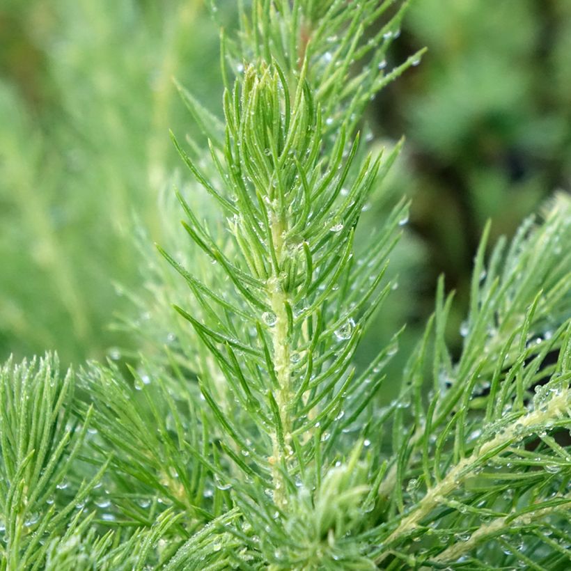 Picea glauca Conica - Pícea blanca (Follaje)