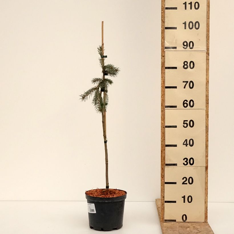Picea glauca Pendula - Pícea blanca Maceta 4L/5L Ejemplar entregado en invierno