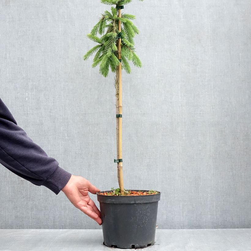 Picea glauca Pendula - Pícea blanca Maceta 4L/5L, Rosal mini estándar Ejemplar entregado en la primavera