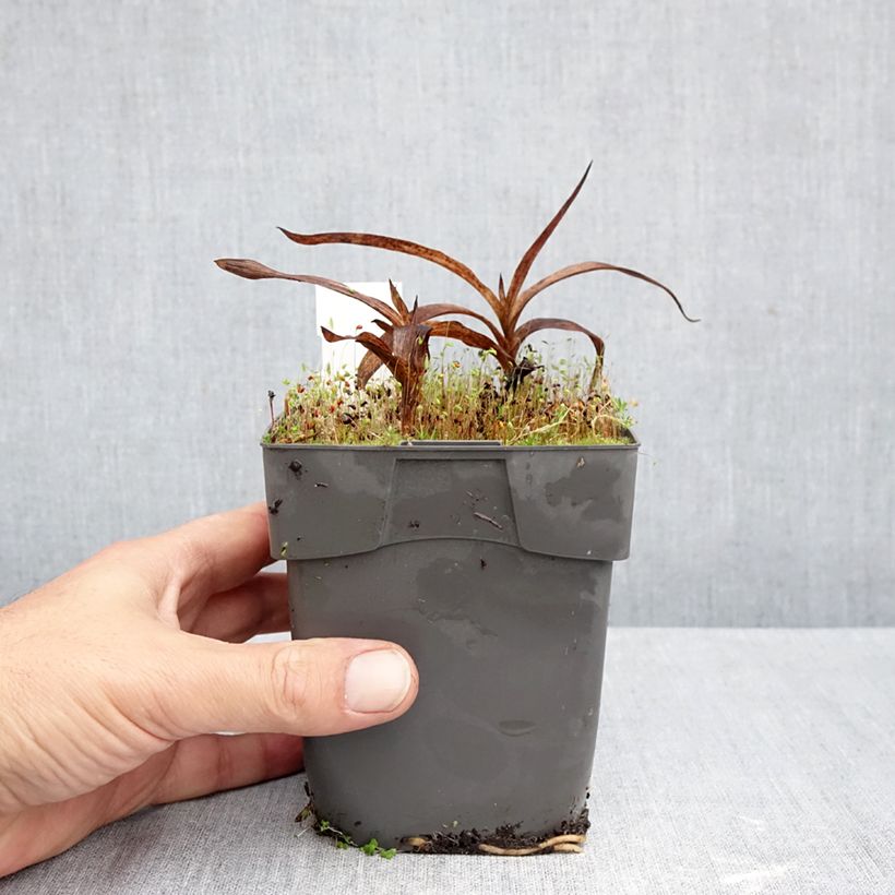 Ejemplar de Epipactis gigantea - Epipactis gigante Maceta 1L/1,5L entregado en otoño
