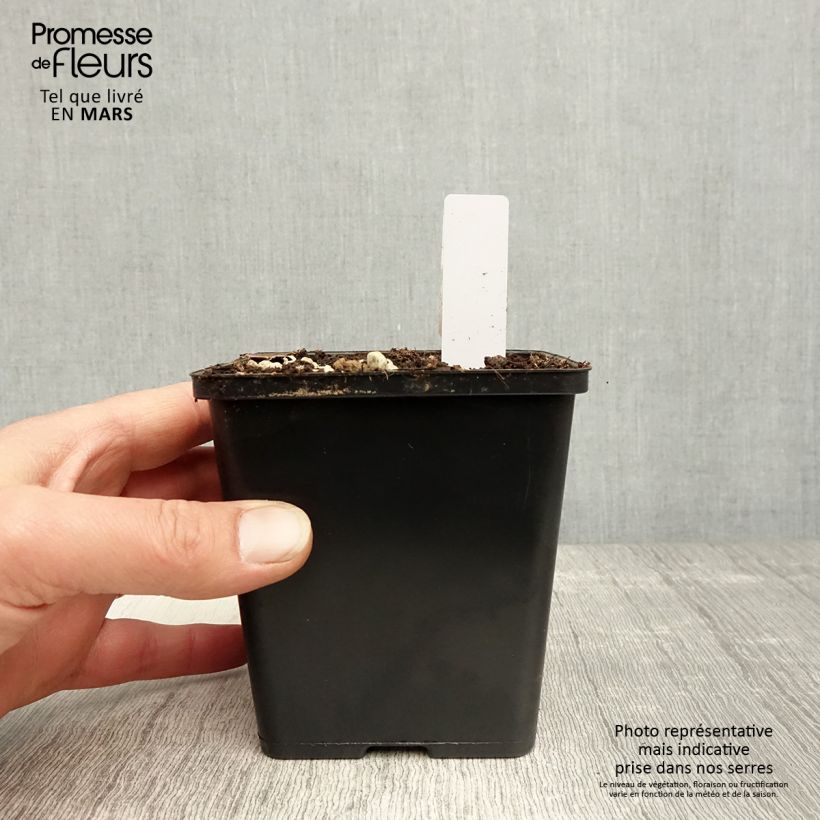 Epipactis gigantea Night Serpentine Maceta 1L/1,5L Ejemplar entregado en la primavera