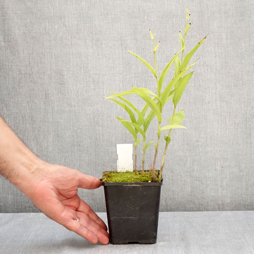 Ejemplar de Epipactis Sabine - Orquídea Maceta 1L/1,5L entregado en otoño