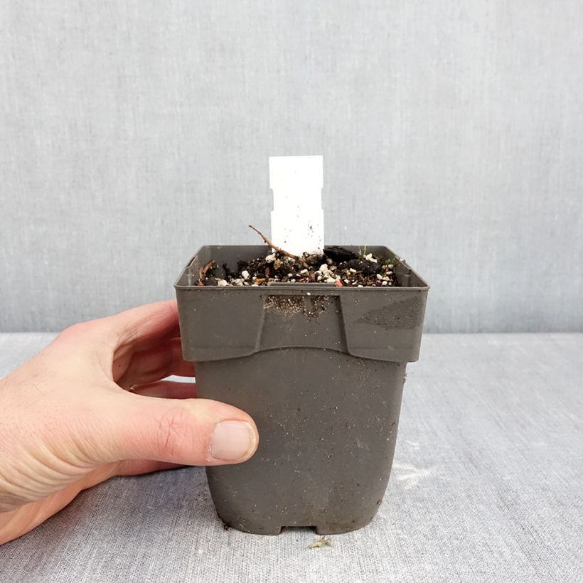 Epipactis Sabine - Orquídea Maceta 1L/1,5L Ejemplar entregado en invierno