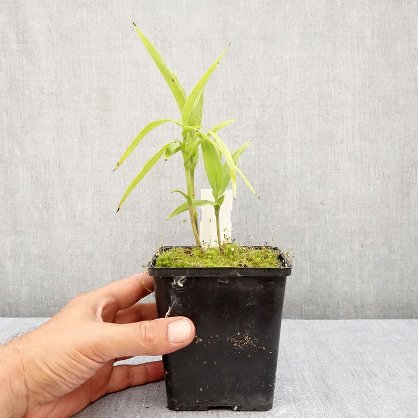 Ejemplar de Epipactis thunbergii (x) gigantea Maceta 1L/1,5L entregado en otoño
