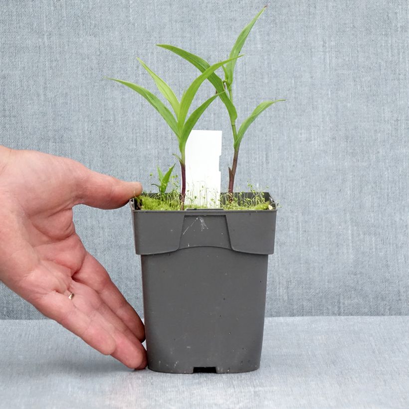 Ejemplar de Epipactis thunbergii (x) gigantea Maceta 1L/1,5L entregado en verano