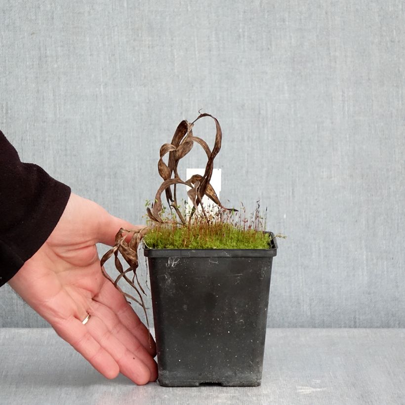 Epipactis thunbergii (x) gigantea Maceta 1L/1,5L Ejemplar entregado en invierno