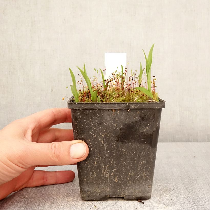 Epipactis thunbergii (x) gigantea Maceta 1L/1,5L Ejemplar entregado en la primavera