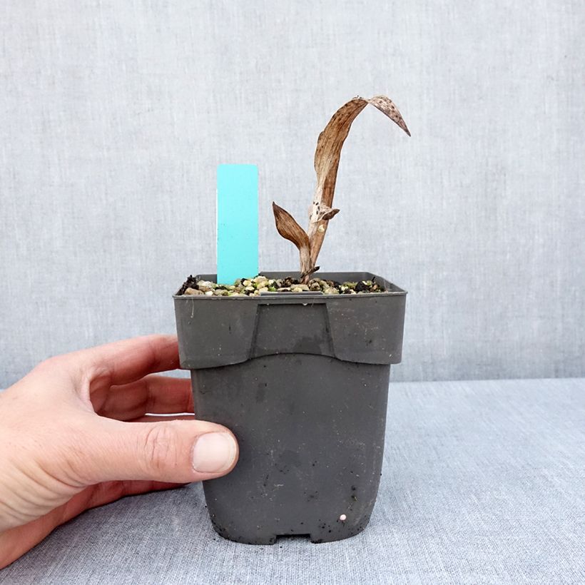 Epipactis veratrifolia - Epipactis con hojas de heléboro Maceta 1L/1,5L Ejemplar entregado en la primavera