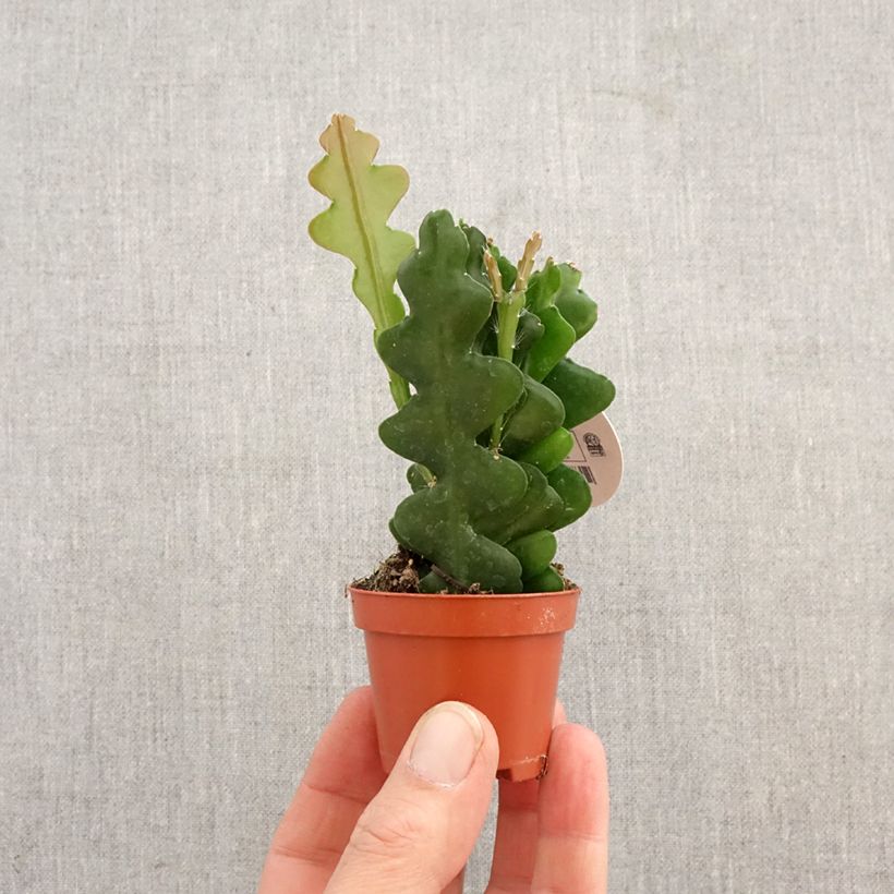 Cactus zig-zag - Epiphyllum anguliger miniplanta Ejemplar entregado en la primavera