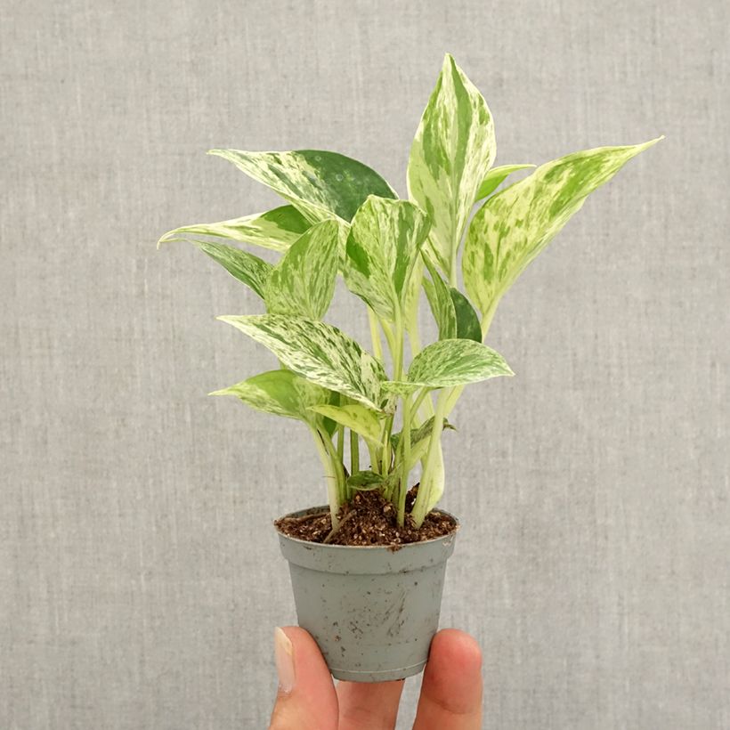 Ejemplar de Poto - Epipremnum aureum Marble Queen Mini-plante entregado en otoño