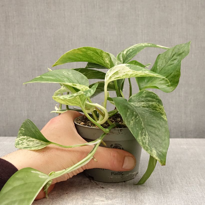 Poto - Epipremnum aureum Maceta de 10 cm/11 cm Ejemplar entregado en la primavera