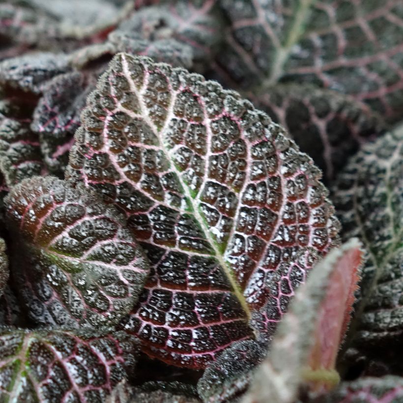 Episcia Country Brilliance (Follaje)