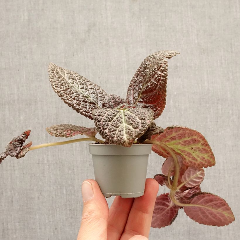 Episcia Country Brilliance miniplanta Ejemplar entregado en la primavera