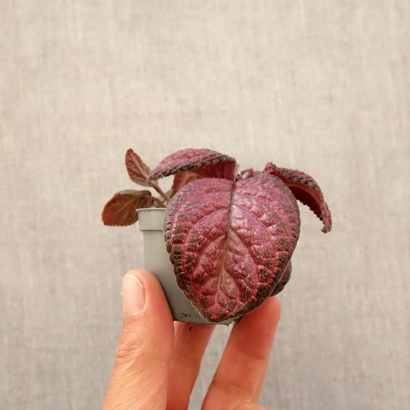 Episcia Malayan Gem Mini-plante Ejemplar entregado en la primavera