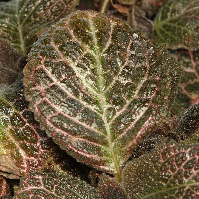 Episcia Pink Acajou (Follaje)