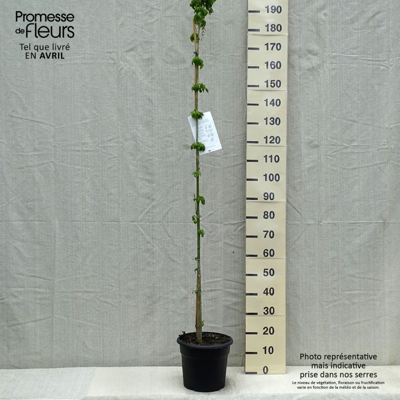 Acer negundo - Acezintle Maceta 7,5L/10L Ejemplar entregado en la primavera