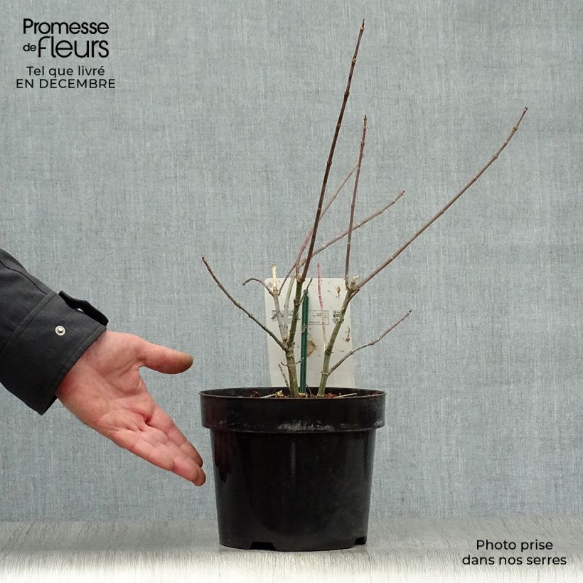 Acer negundo Flamingo Maceta 3L/4L Ejemplar entregado en invierno