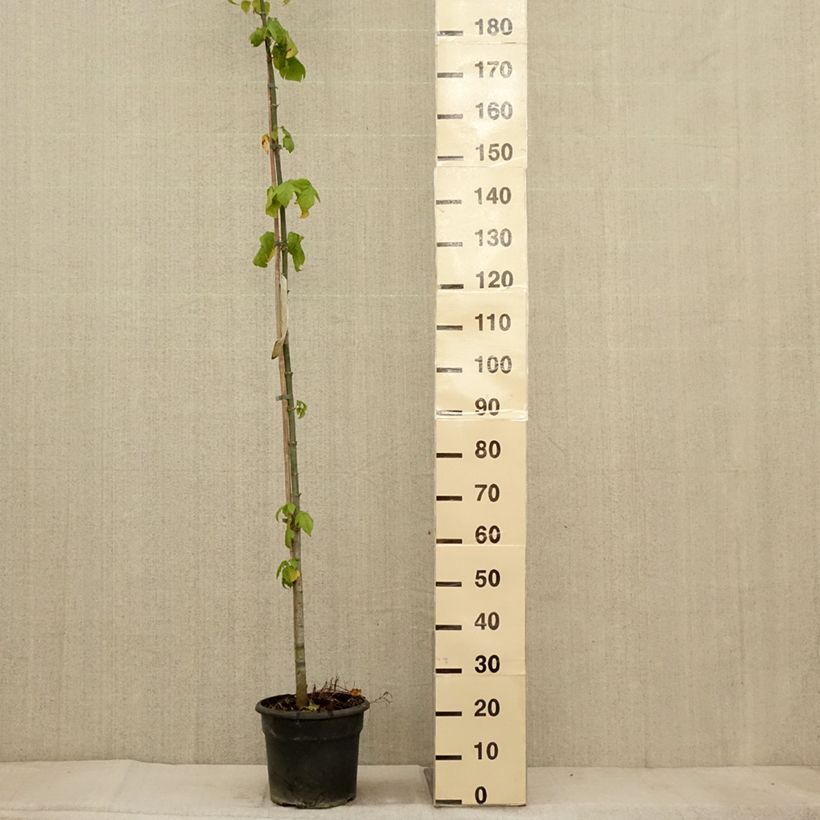 Ejemplar de Acer negundo - Acezintle Maceta 7,5L/10L entregado en otoño