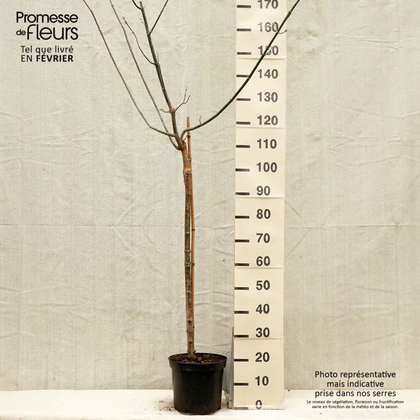 Acer negundo Kelly's Gold Maceta 3L/4L Ejemplar entregado en invierno