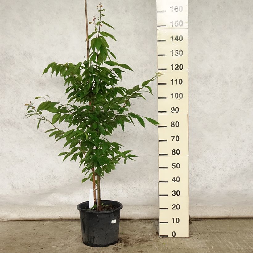 Ejemplar de Acer carpinifolium - Arce de hojas de carpe Maceta 7,5L/10L, Arból joven entregado en verano