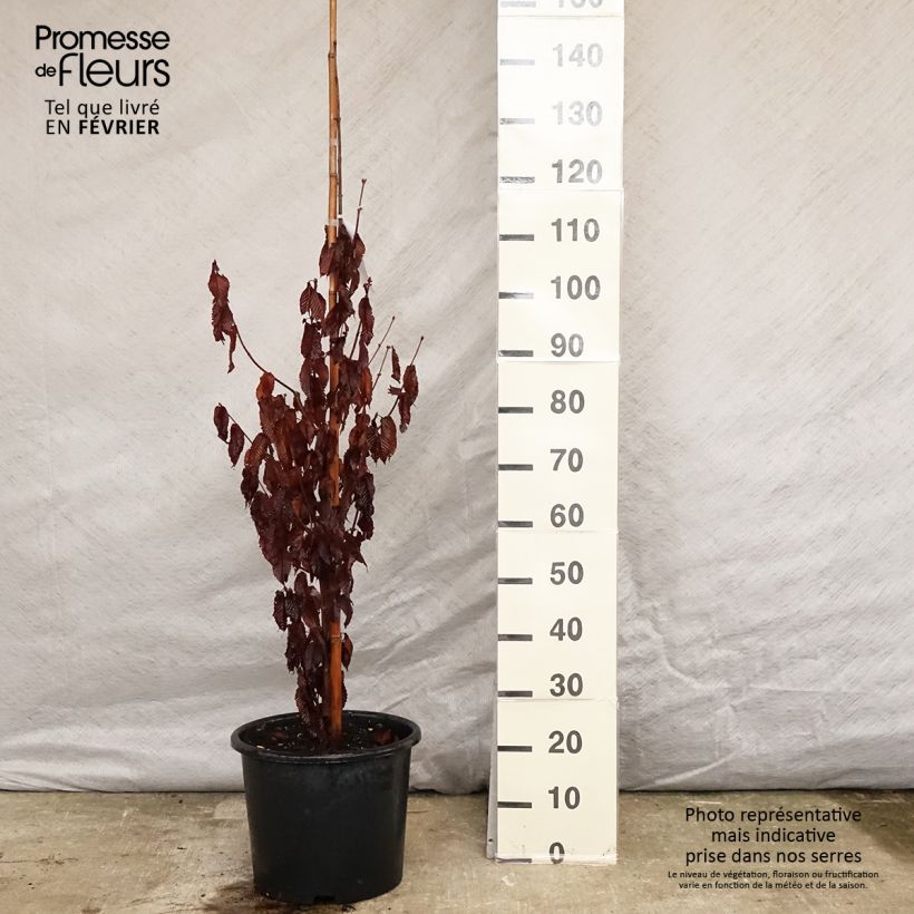 Acer carpinifolium - Arce de hojas de carpe Maceta 7,5L/10L Ejemplar entregado en invierno