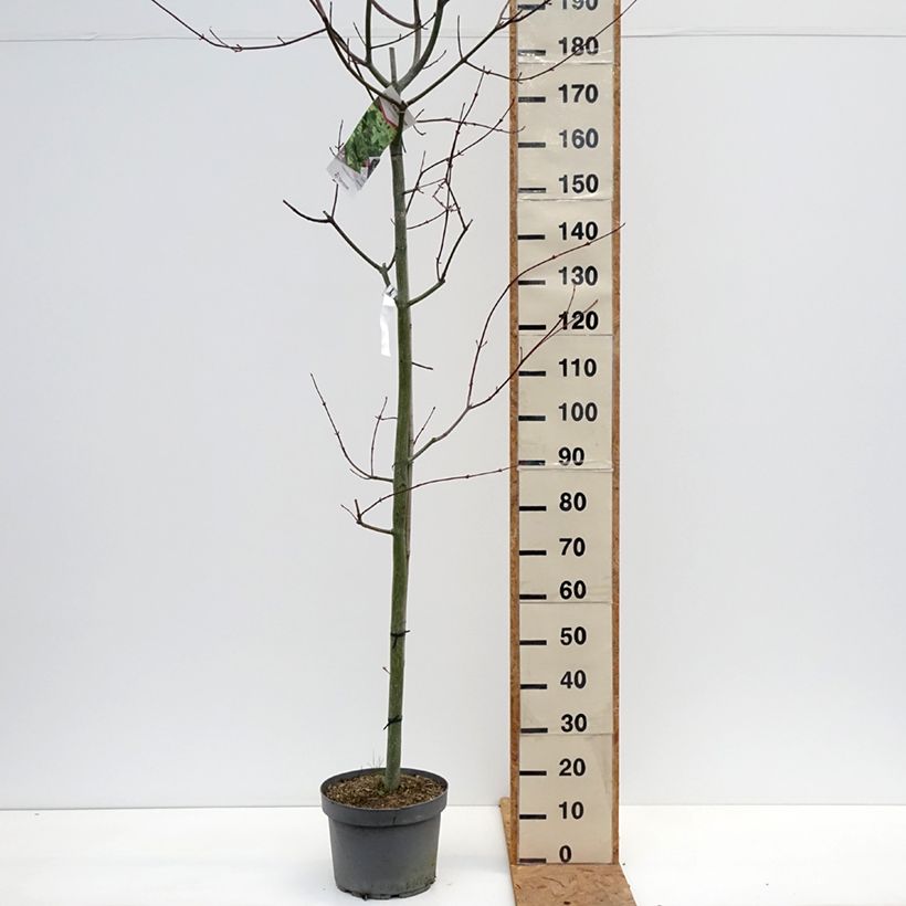 Ejemplar de Acer capillipes - Arce rojo japonés Maceta 7,5L/10L, Arból joven entregado en otoño