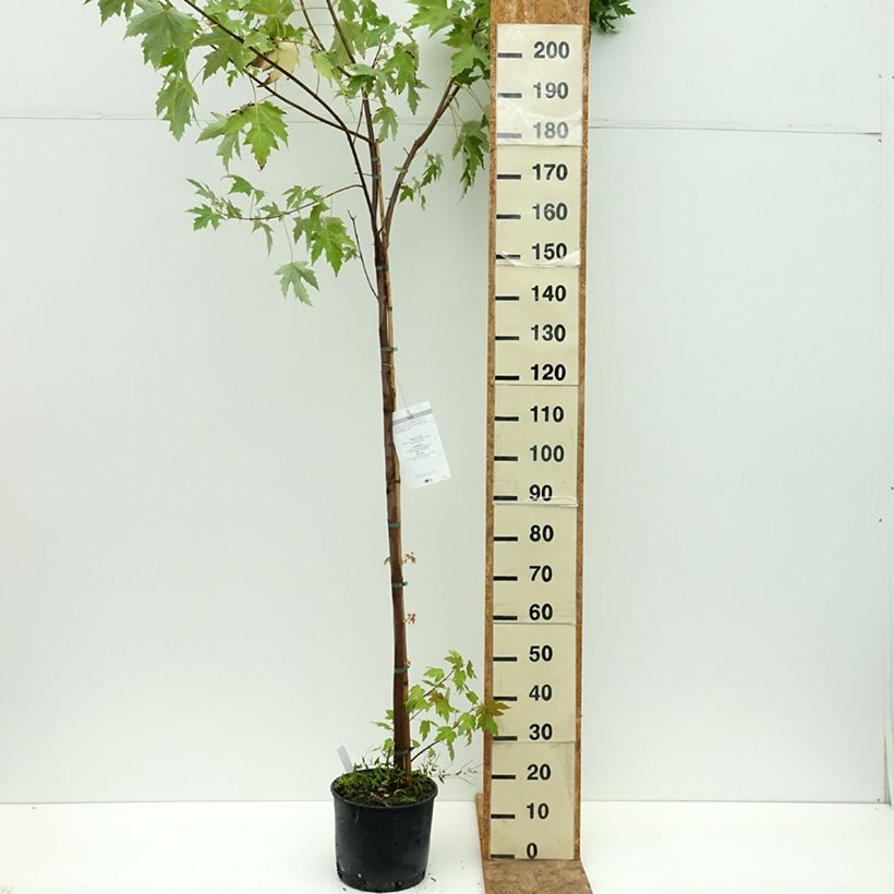 Ejemplar de Acer saccharinum - Arce de azúcar Maceta 7,5L/10L entregado en verano