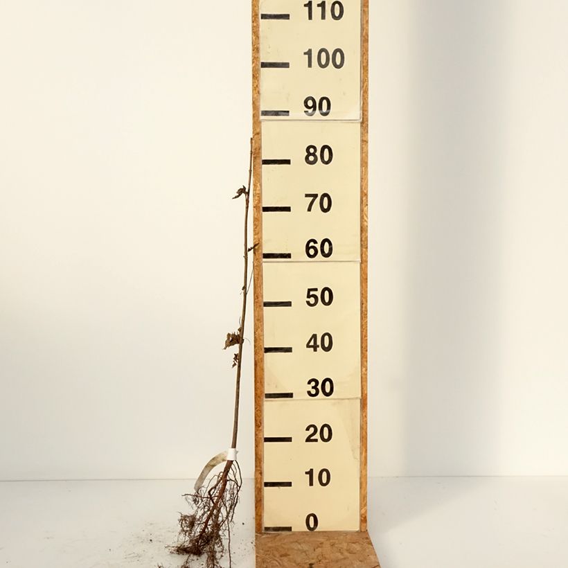 Acer saccharinum - Arce de azúcar Raíces desnudas Ejemplar entregado en invierno