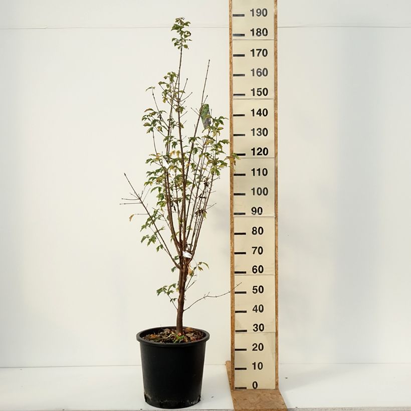Ejemplar de Acer griseum - Arce chino gris​ Maceta 20L/25L entregado en otoño