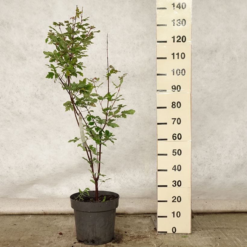 Ejemplar de Acer griseum - Arce chino gris​ Maceta 7,5L/10L entregado en verano