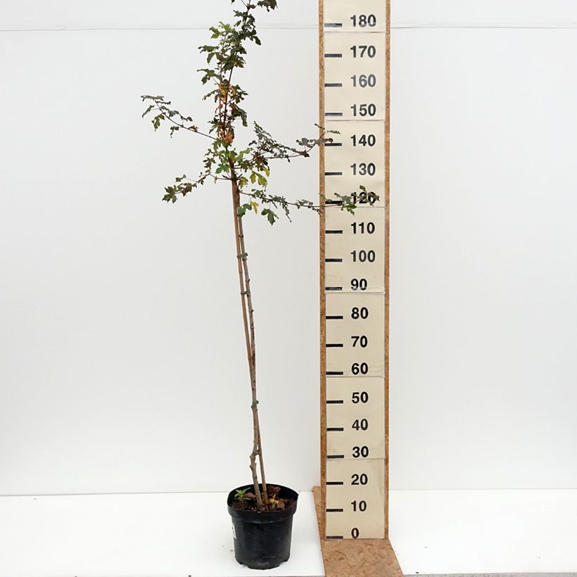 Ejemplar de Arce campestre Magic Spring Maceta 7,5L/10L entregado en otoño