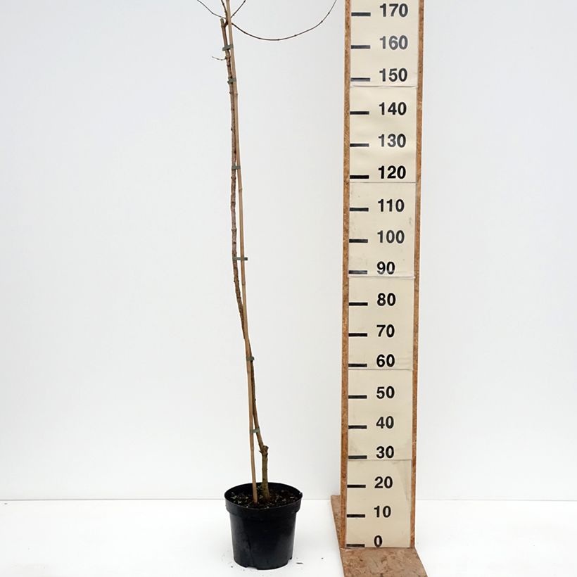 Arce campestre Magic Spring Maceta 7,5L/10L, Tallo Ejemplar entregado en invierno