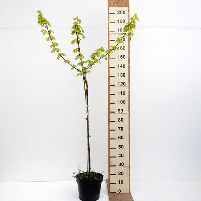 Arce campestre Postelense Maceta 7,5L/10L, Tallo Ejemplar entregado en la primavera