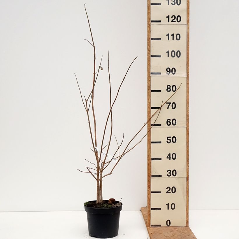 Ejemplar de Arce común - Acer campestre Maceta 4L/5L entregado en otoño
