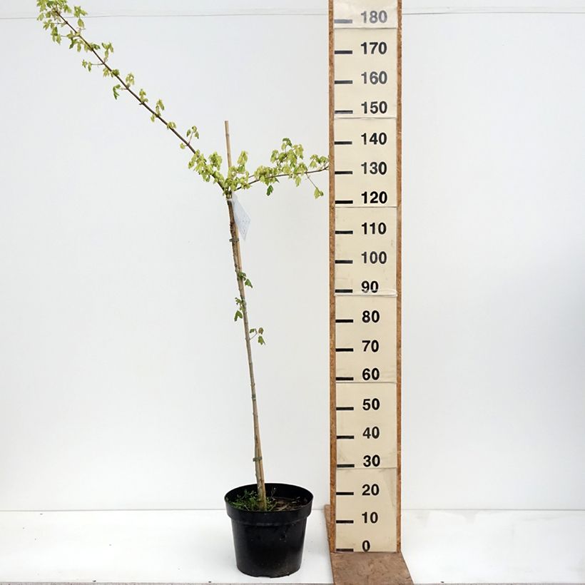 Arce campestre Pulverulentum Maceta 7,5L/10L, Tallo Ejemplar entregado en la primavera