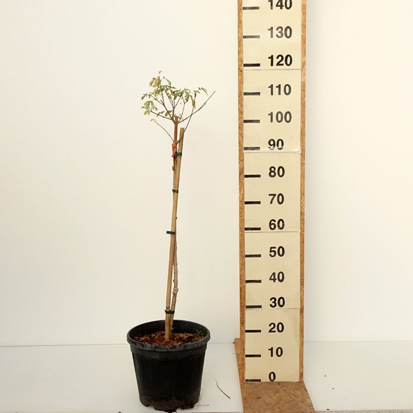 Ejemplar de Arce campestre Silver Celebration Maceta 7,5L/10L entregado en otoño