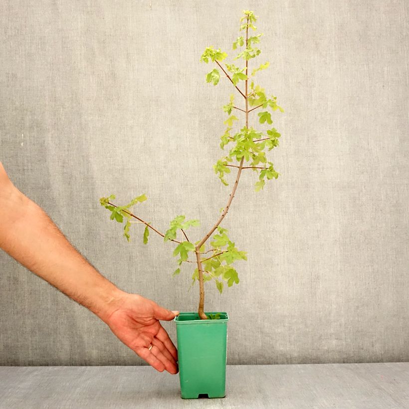 Ejemplar de Arce de Montpellier - Acer monspessulanum Maceta de 10 cm/11 cm entregado en verano