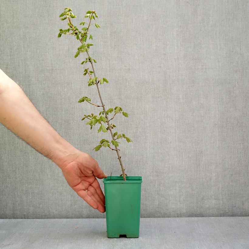 Arce de Montpellier - Acer monspessulanum Maceta de 10 cm/11 cm Ejemplar entregado en la primavera