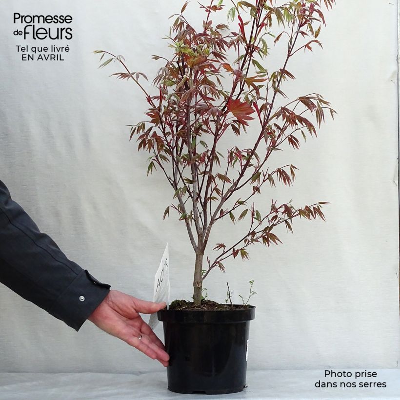 Arce japonés rojo - Acer palmatum Atropurpureum Maceta 2L/3L Ejemplar entregado en la primavera