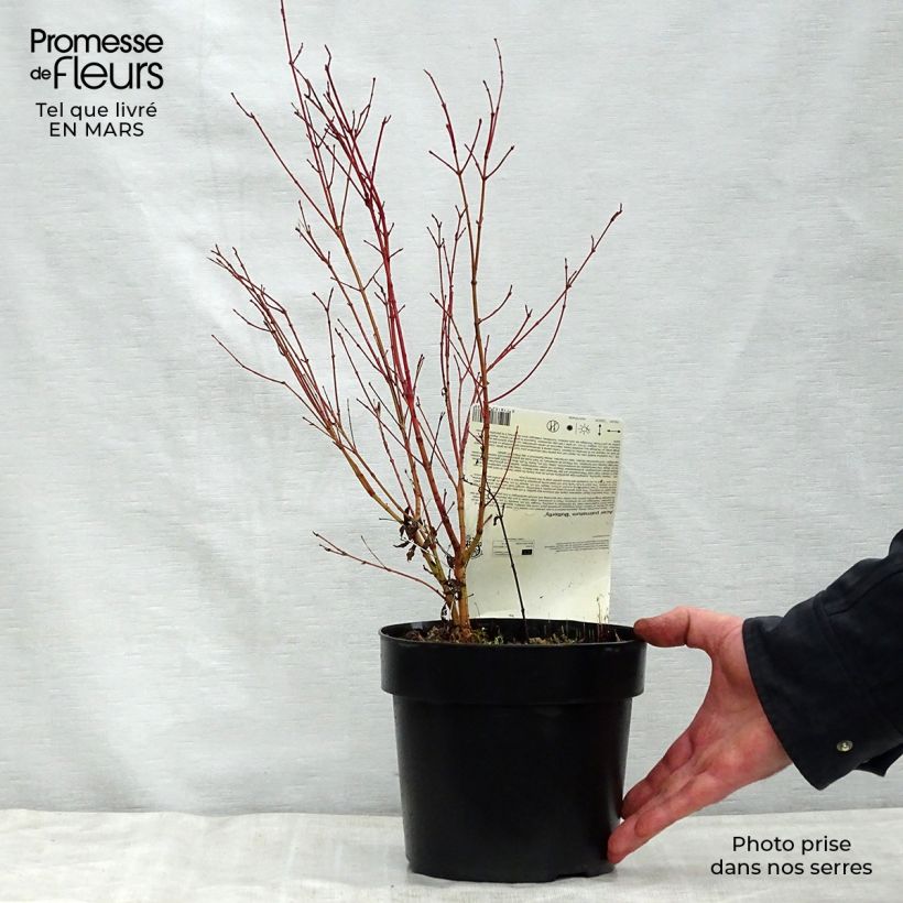 Arce japonés Butterfly- Acer palmatum Maceta 2L/3L Ejemplar entregado en la primavera