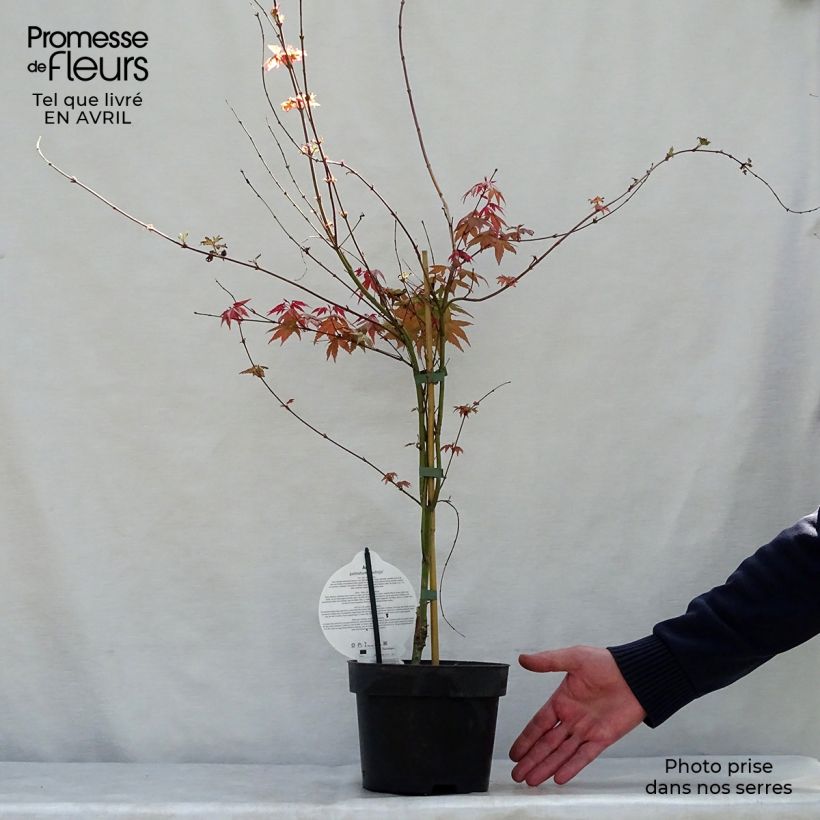 Acer palmatum Deshojo - Arce japonés Maceta 4L/5L Ejemplar entregado en la primavera