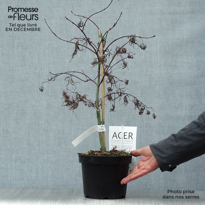 Arce japonés Dissectum Garnet - Acer palmatum Maceta 3L/4L Ejemplar entregado en invierno