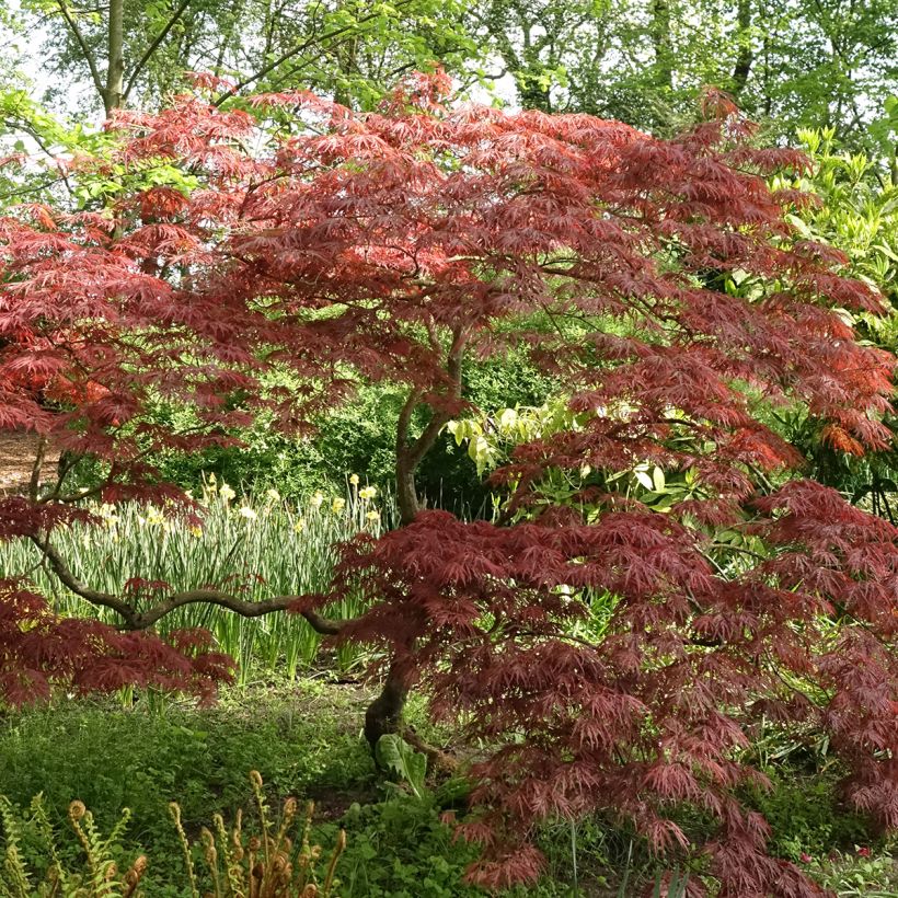 Arce japonés Dissectum Garnet - Acer palmatum (Porte)