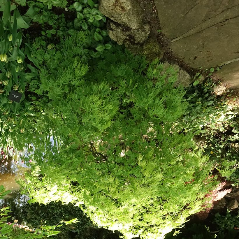 Arce japonés Dissectum Viridis - Acer palmatum (Porte)