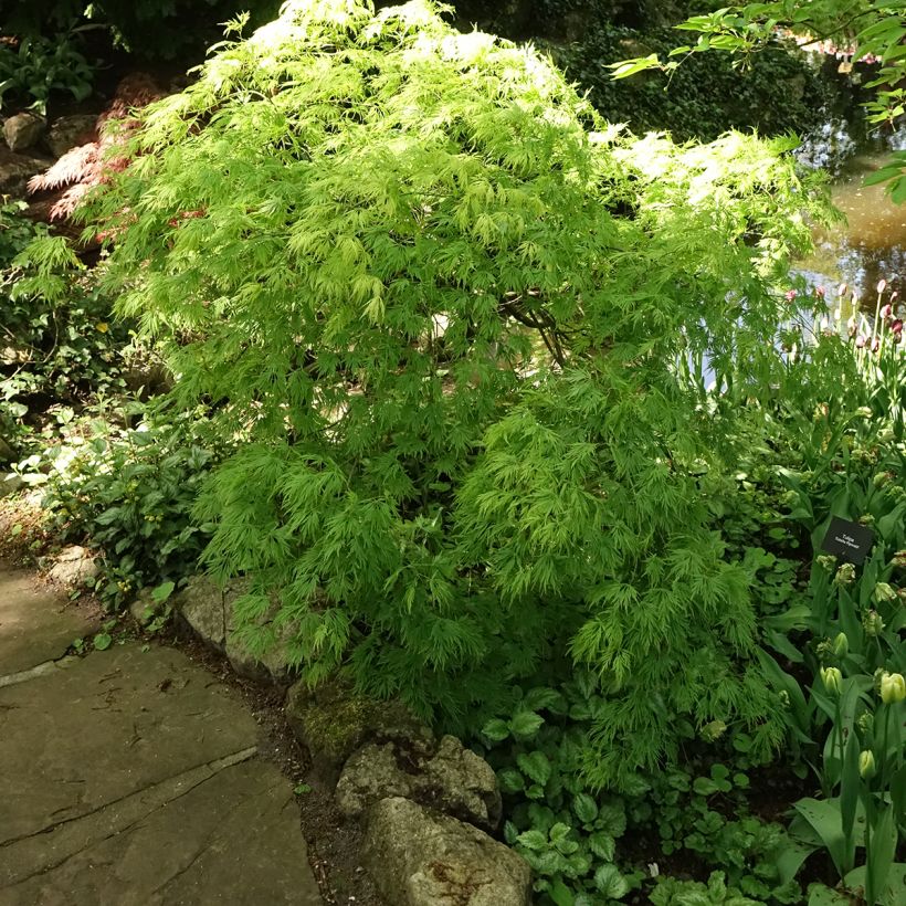 Arce japonés Dissectum Viridis - Acer palmatum (Porte)