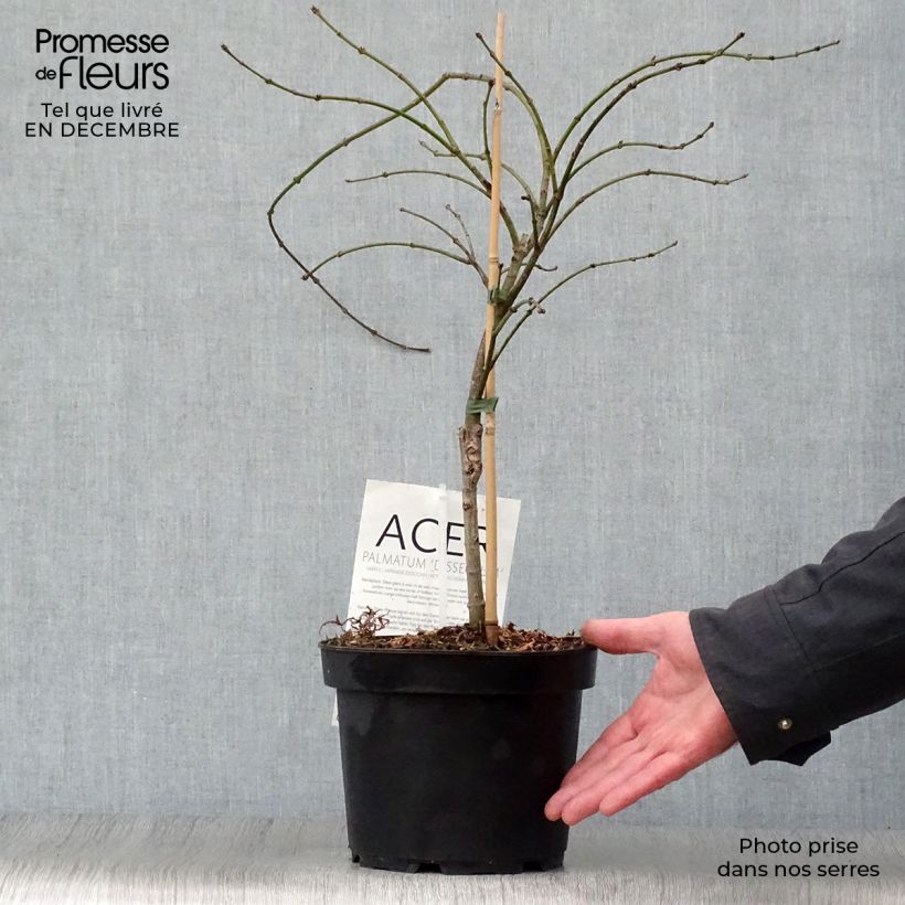 Arce japonés Dissectum - Acer palmatum Maceta 3L/4L Ejemplar entregado en invierno