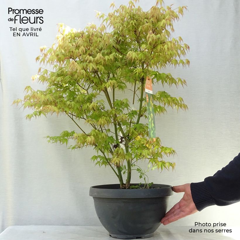 Arce japonés Katsura- Acer palmatum Maceta 7,5L / 10L Ejemplar entregado en la primavera