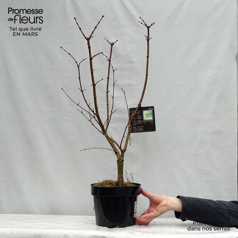 Arce japonés Osakazuki - Acer palmatum Maceta 3L/4L Ejemplar entregado en la primavera